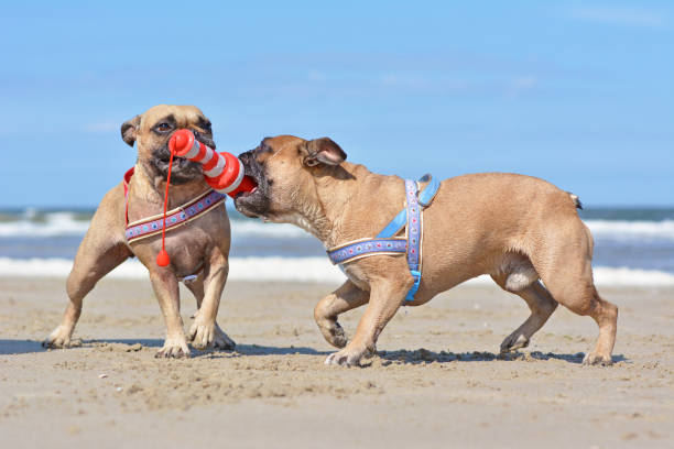 due cani bulldog francesi dall'aspetto simile che giocano a rimorchiatore insieme a un giocattolo per cani a forma di faro durante le vacanze estive in spiaggia con mare e cielo blu sullo sfondo - dutch bulldog foto e immagini stock