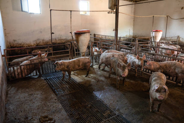 istock Pig farm in country side 1164182690