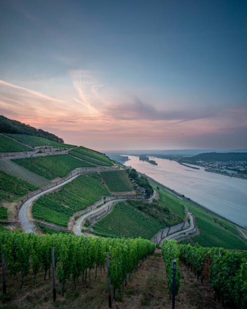 rudehsiem en el rin - rheingau fotografías e imágenes de stock