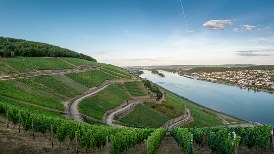 German vineyards