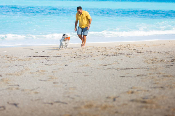 istock Tibetan terrier dog playing with his owner on the beach 1164183883