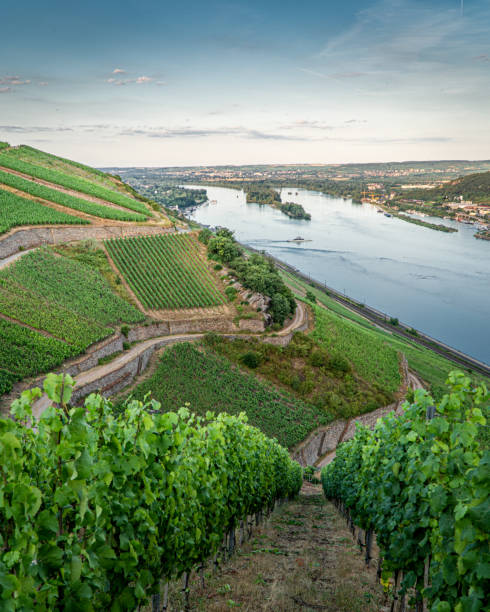 istock Rudesheim am Rhein 1164184081
