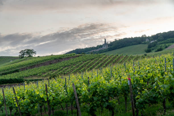 istock Rudesheim am Rhein 1164184191