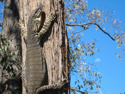 Lace Monitor (Goanna) clinging to Red Stringybark Tree in Chiltern Mt Pilot National Park, Victoria, Australia