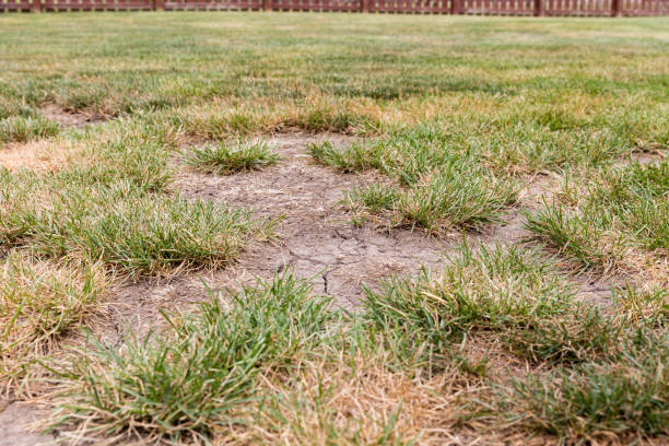 Dead grass, bare spots, and cracks in soil of lawn due to no rain and hot weather causing drought conditions stock photo