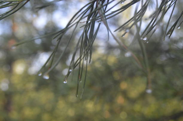 istock Forest plants, trees and fruits 1164187415