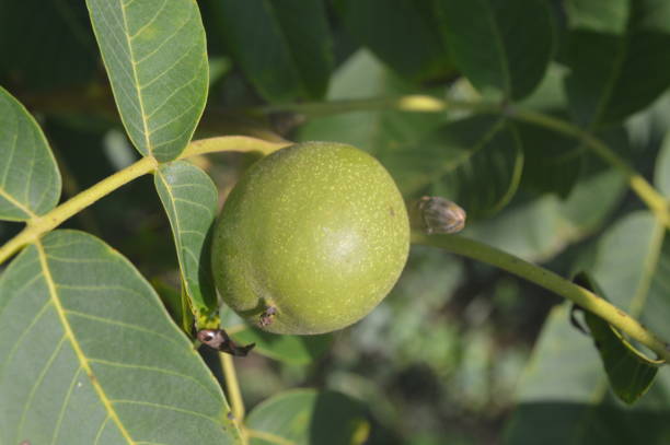 istock Forest plants, trees and fruits 1164187514