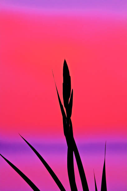 Abstract shadow of flowers together with vibrant purple,pink
