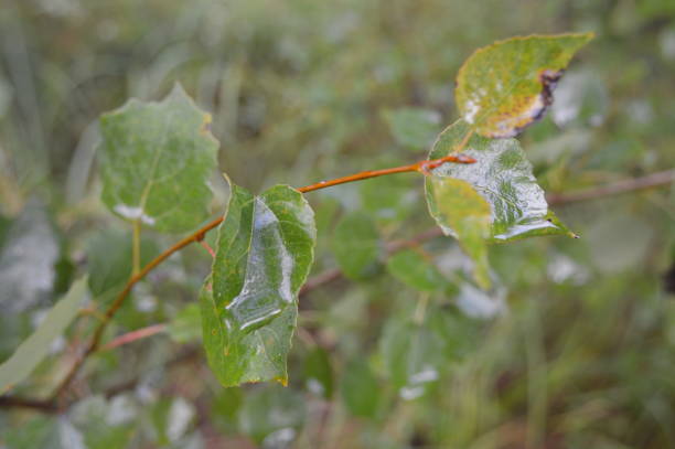 istock Forest plants, trees and fruits 1164188210