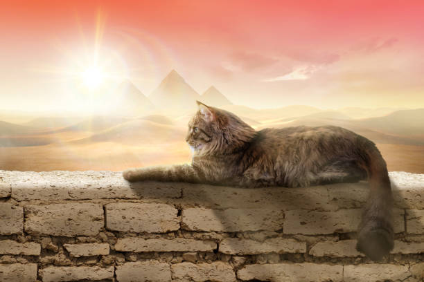 Composition with a furry cat resting on a wall against beautiful background.