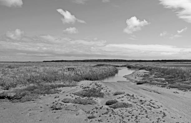 istock Denmark: Little salt marsh island at ebb tide 1164188801