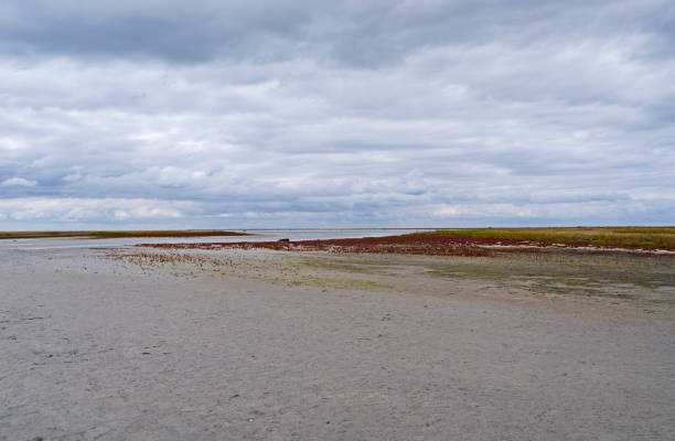 istock Denmark: Mudflat area at the edge to the salt marsh at ebb tide 1164189326