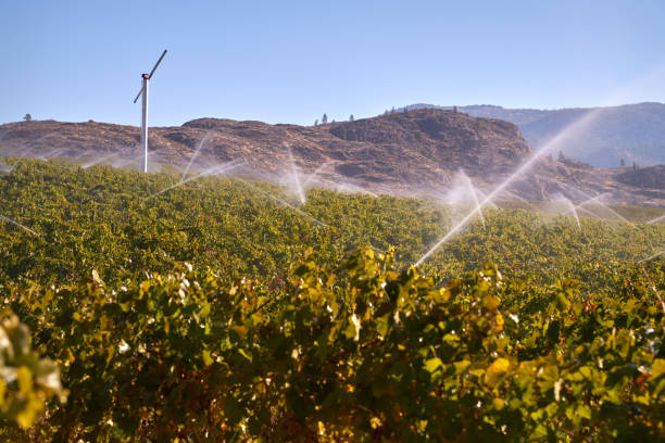 istock Vineyard Irrigation Okanagan British Columbia 1164189424