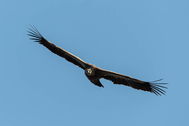 One griffon vulture (Gyps fulvus) flying One griffon vulture (Gyps fulvus) flying in blue sky eurasian griffon vulture photos stock pictures, royalty-free photos & images