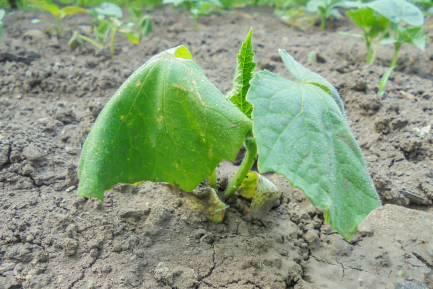 young green cucumber plant grows in the ground in the garden and withered by the sun drought