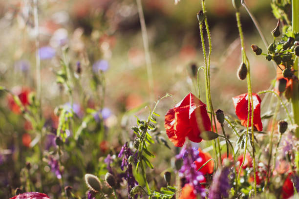 istock Wildflower Poppy fields and wheat 1164189702
