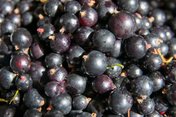 istock Blackcurrant berries in a bowl close-up 1164189752