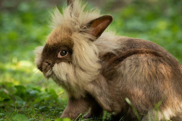 istock A brown cute dwarf rabbit sitting in the grass 1164190750