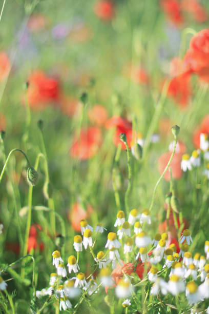 istock Wildflower Poppy fields and wheat 1164191084