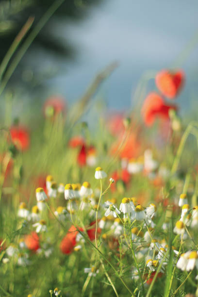 istock Wildflower Poppy fields and wheat 1164191720