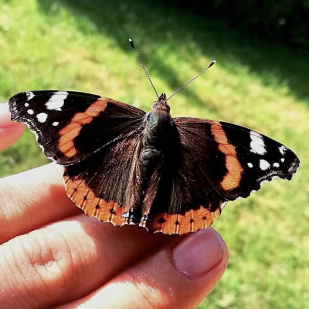 istock a butterly is sitting on the hand 1164192435
