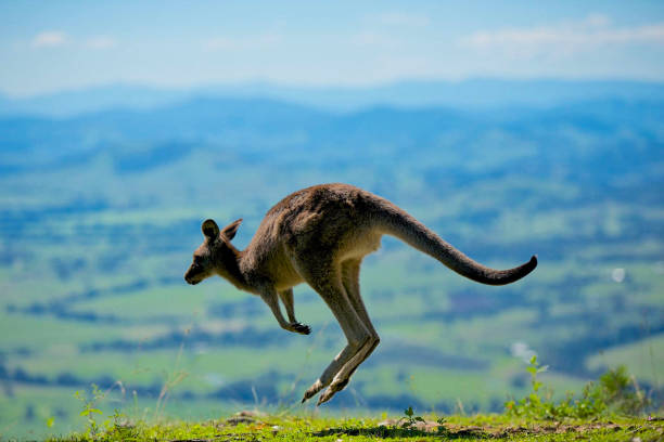istock a kangaroo is jumping on the ground 1164192461