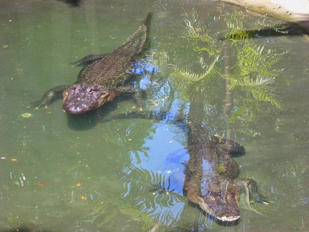 istock crocodiles on the surface in a pond 1164192472