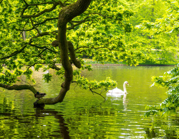 Swan swimming on lake in park.