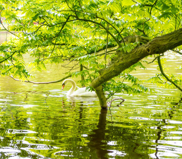 Gorgeous swan swimming on lake in Amsterdam.