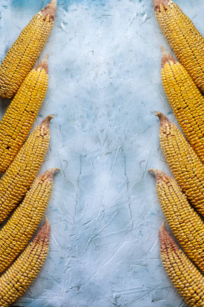 Sweet corns background with copy space for text