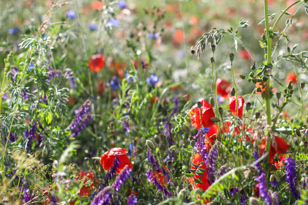 istock Wildflower Poppy fields and wheat 1164196030