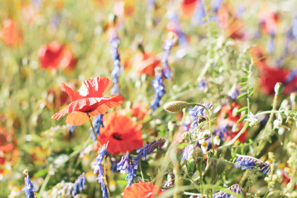 istock Wildflower Poppy fields and wheat 1164196210