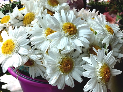 Bouquet of white gerbera daisy flowers