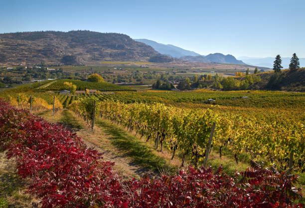 istock Valley Vineyards Okanagan British Columbia 1164197456