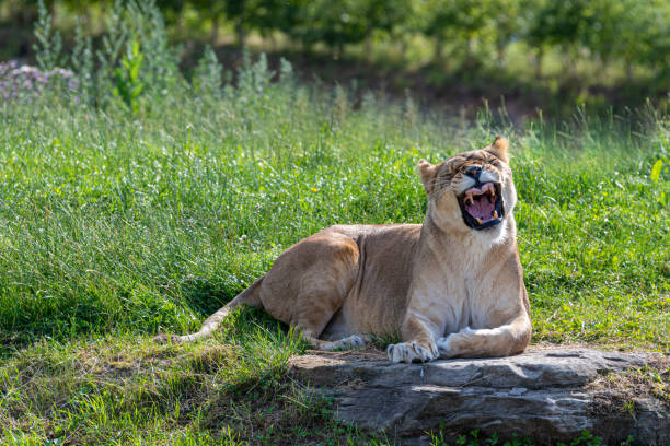 istock Resting Female lion Showing its Massive Teeth 1164198890