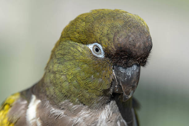istock Patagonian Conure Burrowing Parrot Portrait 1164198981