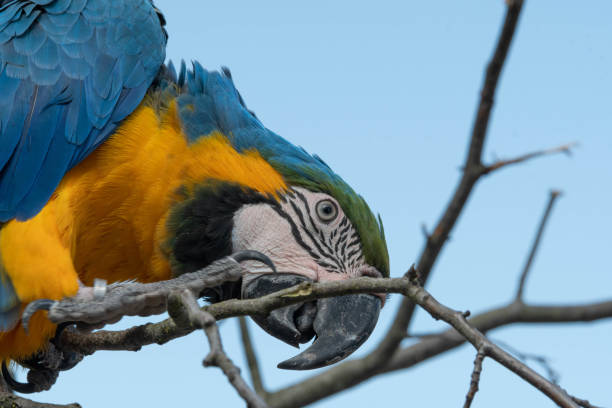 istock Blue and Gold Macaw Perched in a Tree 1164198993