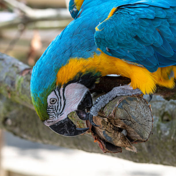 istock Blue and Gold Macaw Pulling Bark of a Tree Branch 1164199045