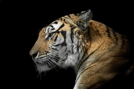 Close Up Portrait of a Magnificint Bengal Tiger