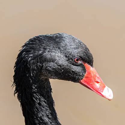 Close Up Portrait of a Black Swan