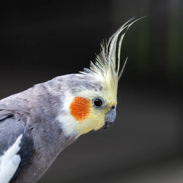 istock Cockatiel Nymphicus hollandicus Perched on a Tree Stump 1164199735