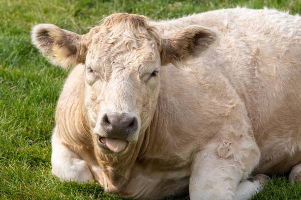 istock Brown Cow Lying on Grass in the Summer Sun 1164199922