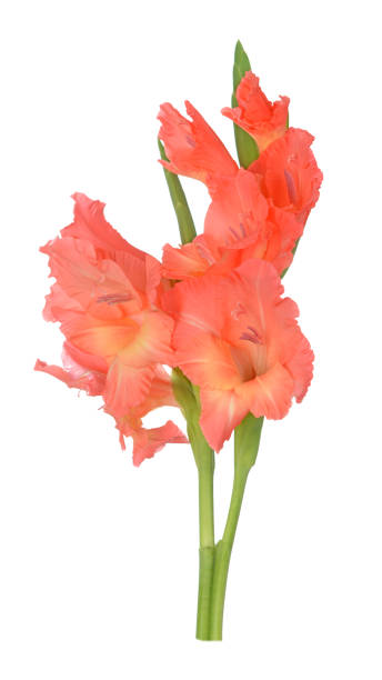 kwiat gladiolus - gladiolus orange flower isolated zdjęcia i obrazy z banku zdjęć
