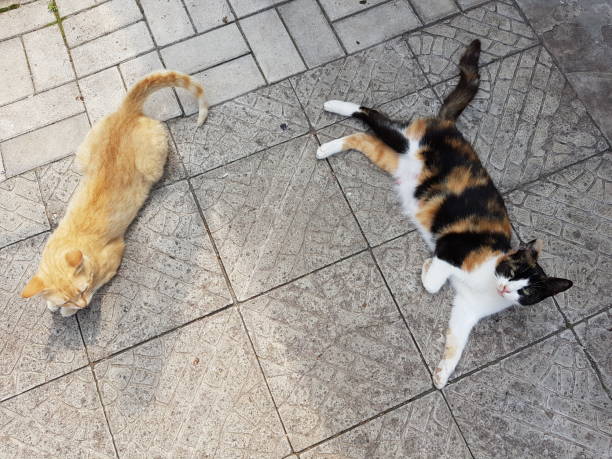 istock Two cats lie on a stone tile floor, view from above 1164200621
