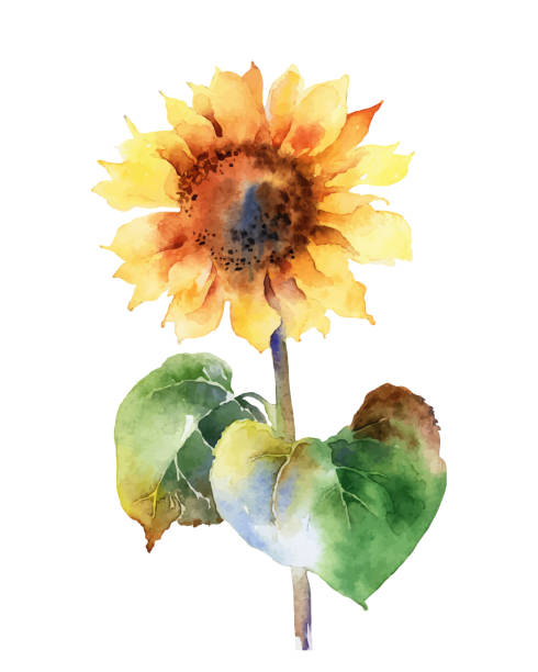 Watercolor sunflower isolated on white background Watercolor bright beautiful sunflower isolated on white background. Vector illustration orange sunflower stock illustrations