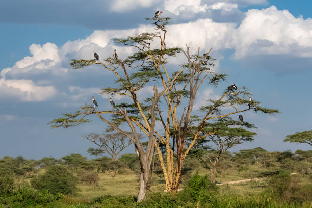 Marabou Storks perched on a tree Marabou Storks perched on a tree in the Serengeti park in Tanzania, typical landscape marabu stork stock pictures, royalty-free photos & images