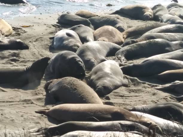 istock Elephant seals laying down on the beach Cambria California 1164204429