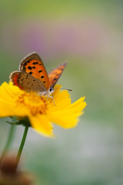 istock Benisidimichow on the Kinkeigik. 1164204695