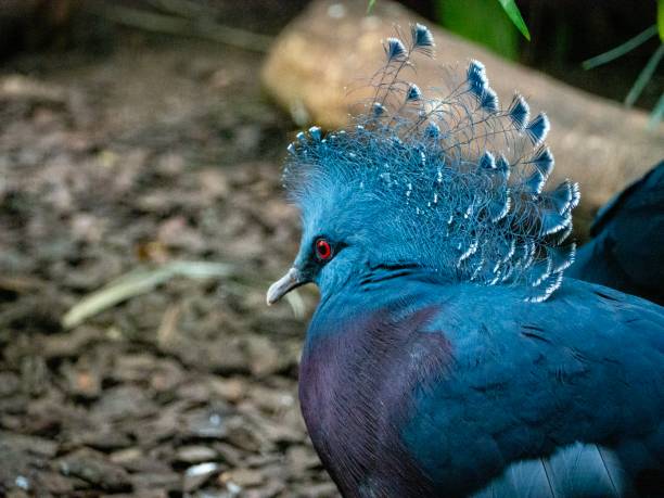 istock Rainbow Bird at the zoo 1164204794
