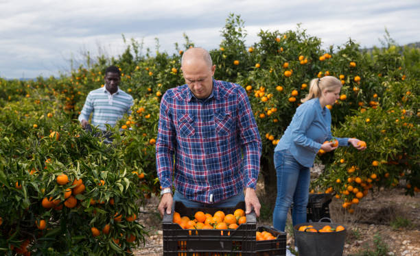 istock Group of farmers picking mandarins 1164205859